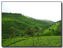 Tea Plantation