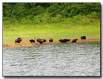 Buffallos, Thekkady